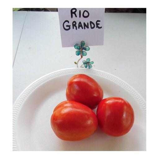 بذر گوجه فرنگی قرمز ریوگراند گلس گاردن مدل GL50