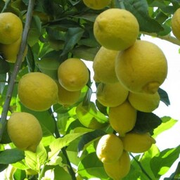 لیمو ترش دست چین باغات شمال - کیلویی