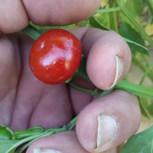 بذر فلفل گیلاسی تند(30عددی)