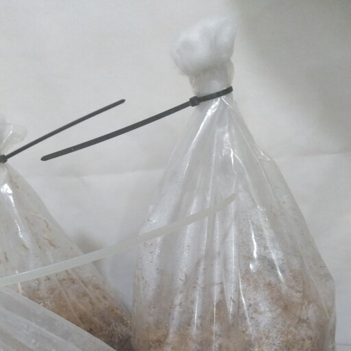 کمپوست قارچ صدفی گوشتی سفید   بسته3کیلویی  در خانه و اتاق و پارکینگ  و انباری میشه پرورش داد 

