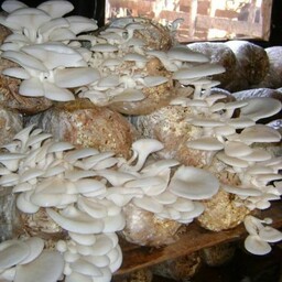 کمپوست قارچ صدفی گوشتی سفید   بسته4کیلویی  در خانه و اتاق و پارکینگ  و انباری میشه پرورش داد 

