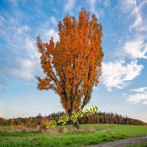 بذر زبان گنجشک (بسته 10 عددی) 