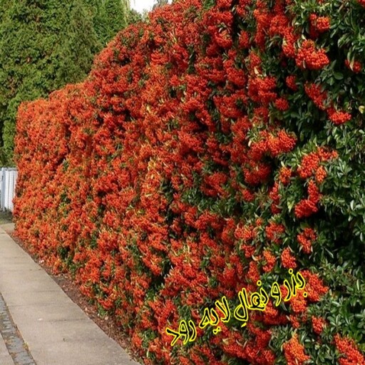 بذر پیراکانتا (بسته 20 عددی) 