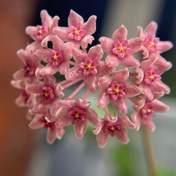گل هویا iml 1866 واریته ای جذاب و خاص گیاهچه دو برگی