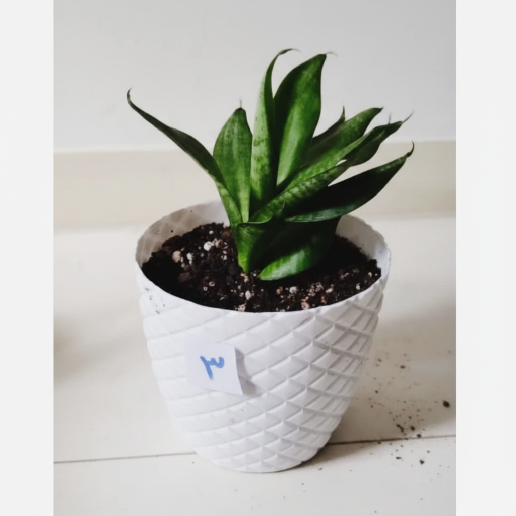 گیاه سانسوریا کد 01