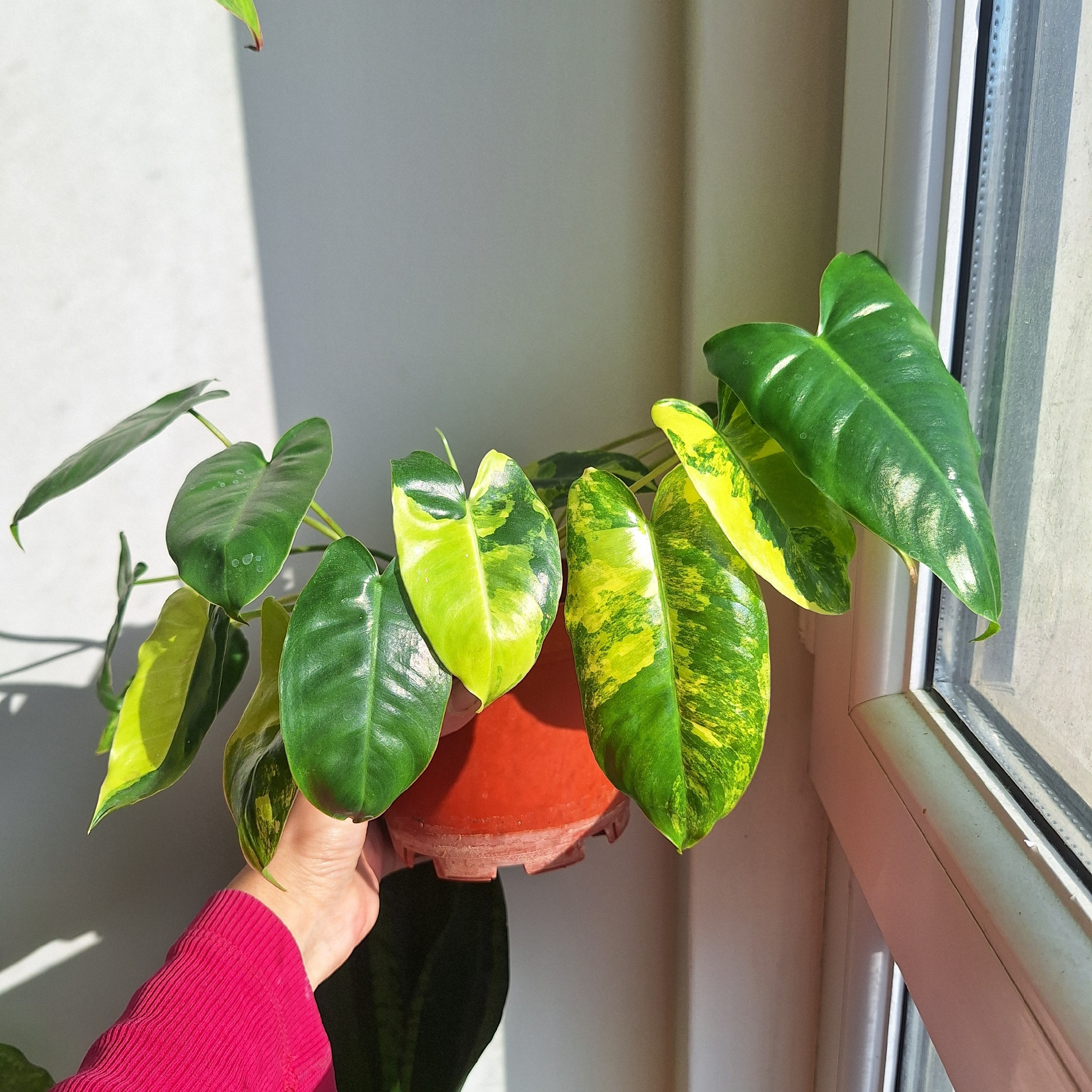 فیلودندرون برل مارکس ابلق (ارسال به صورت پسکرایه)