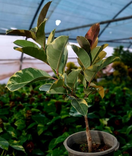 فیکوس یاقوتی مادری