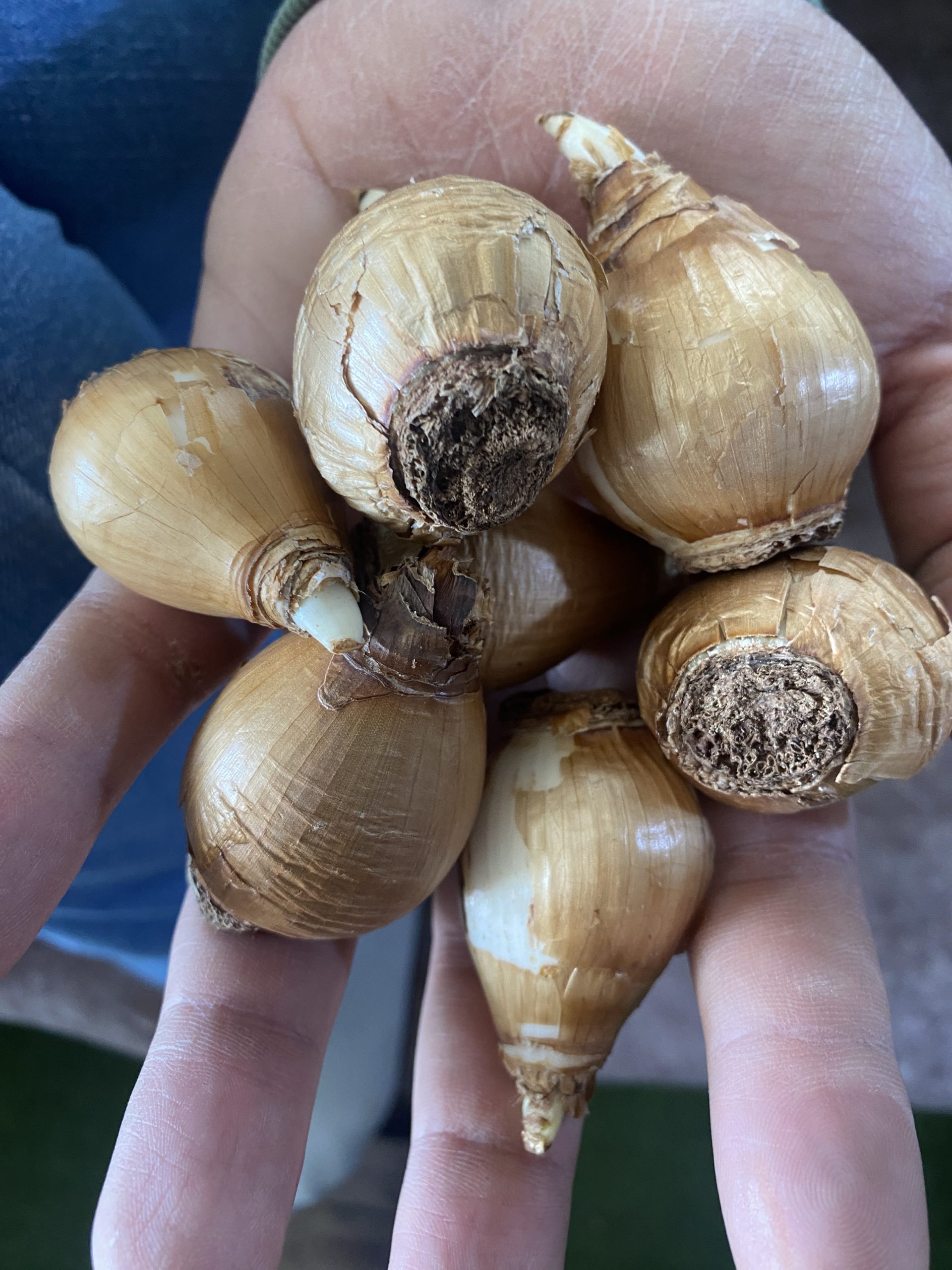 پیاز گل نرگس