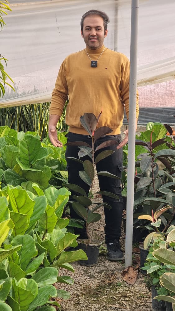 فیکوس بلک (کپی)