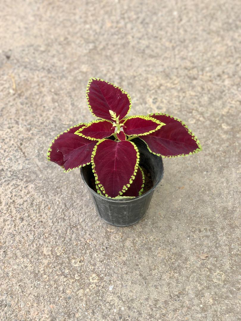 حسن یوسف برگ پهن