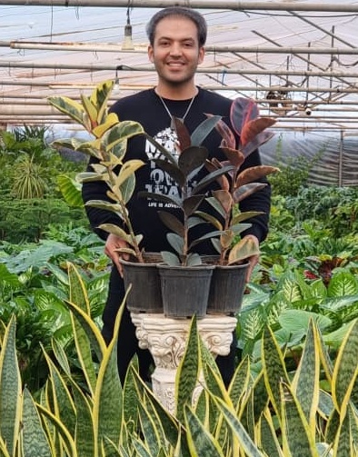 پک سه تایی فیکوس