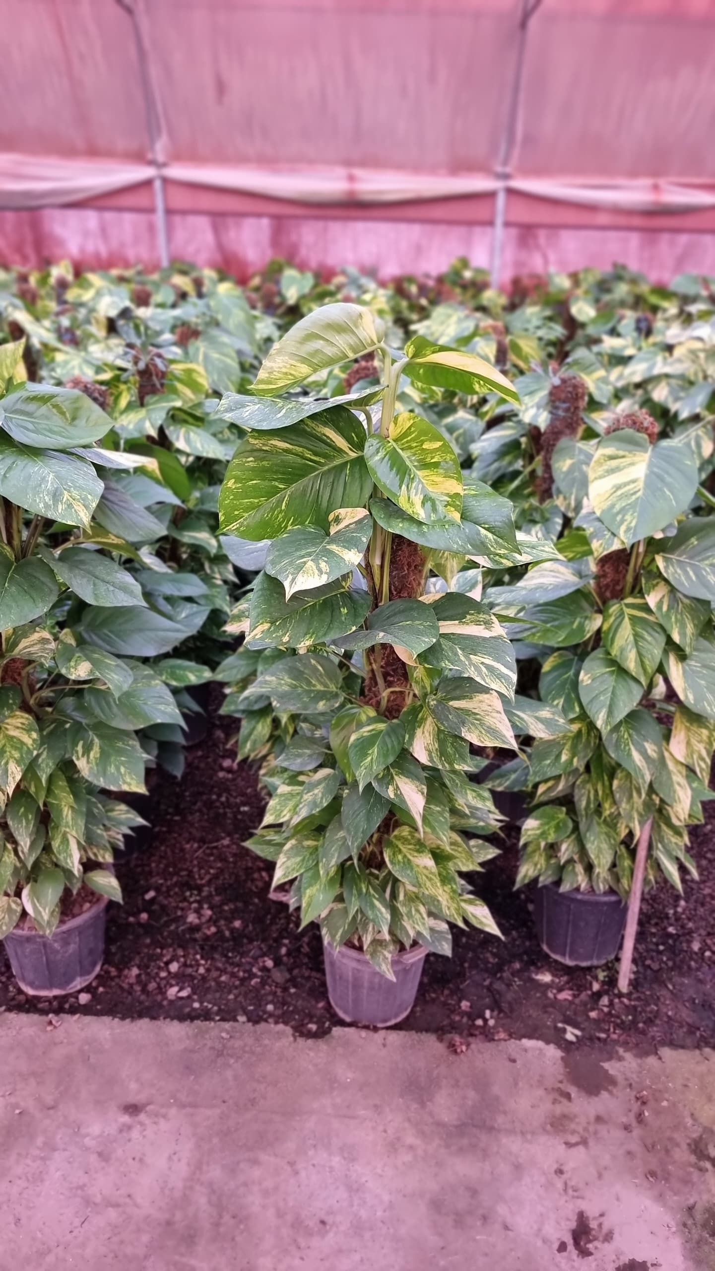 پتوس چماقی زعفرانی