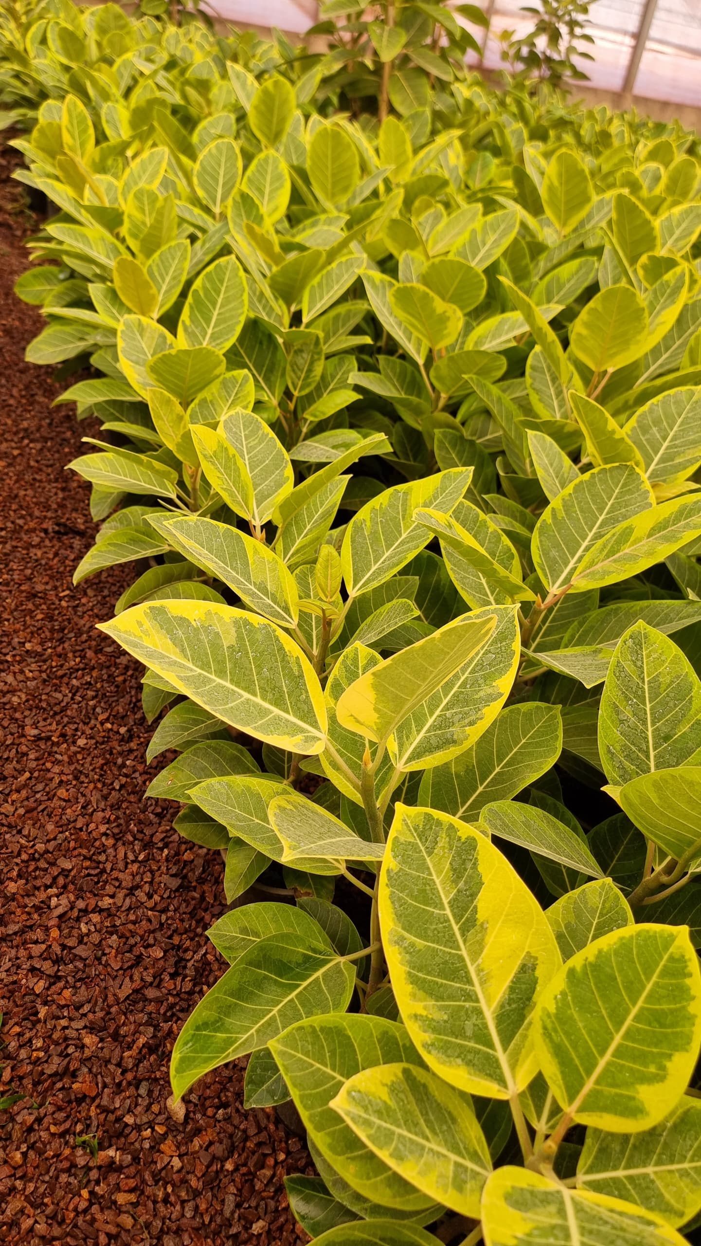 فیکوس التیسیما ابلق