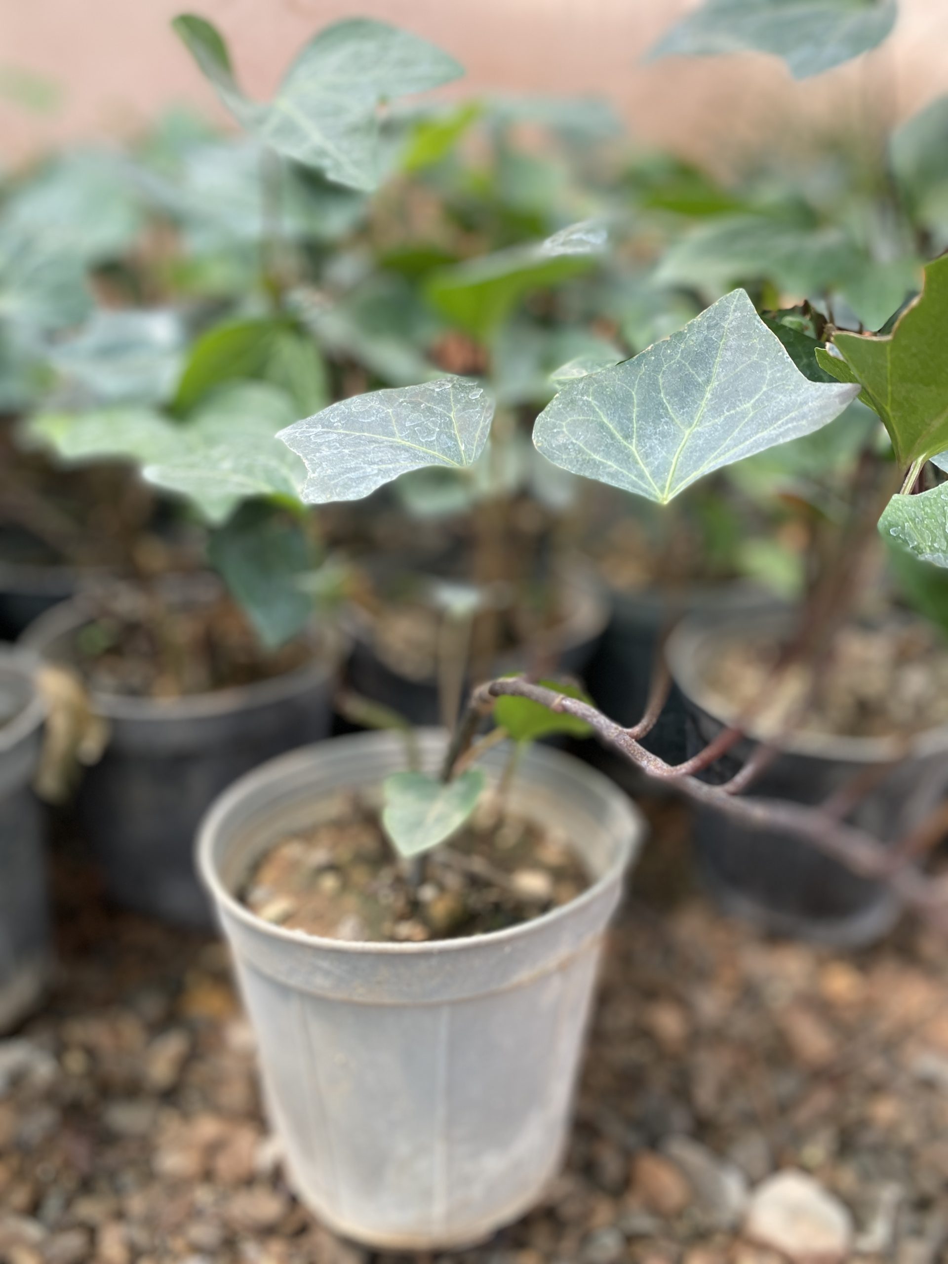 پاپیتال سبز