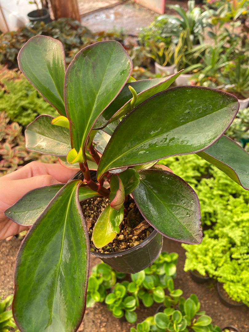 قاشقی بلک (لب ماتیکی)