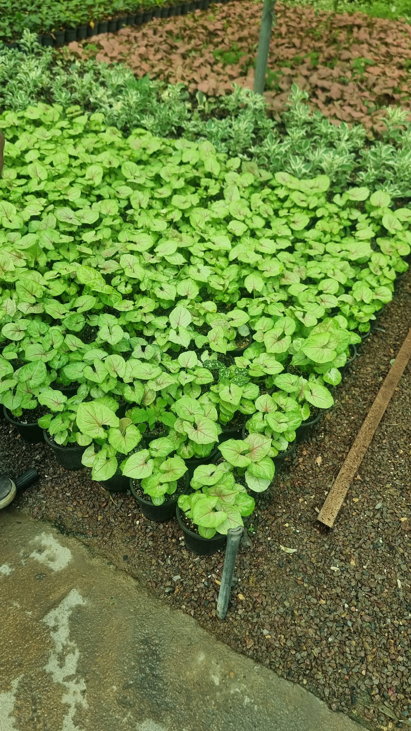 سینگینیوم پفکی