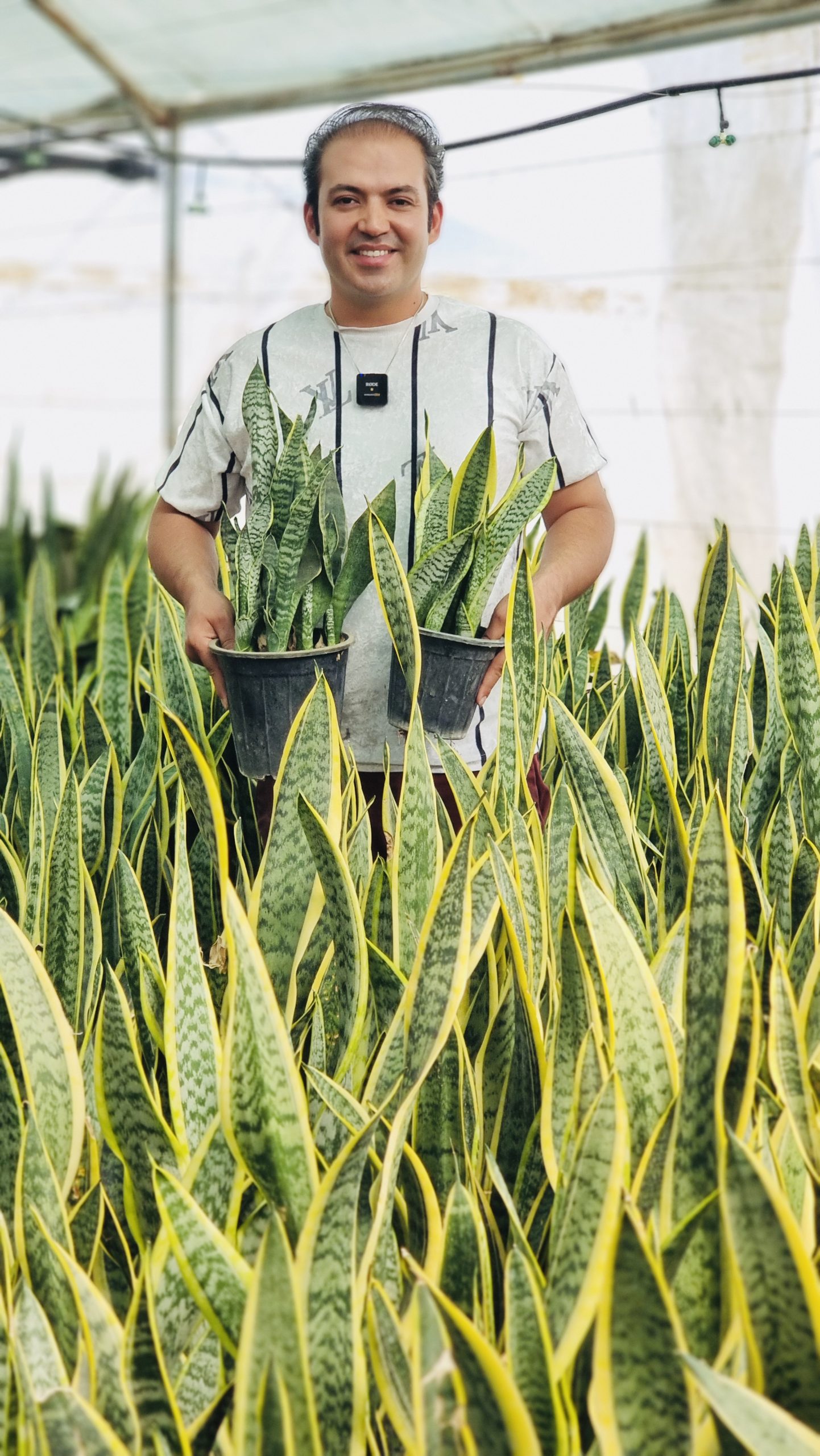 سانسوریا کرواتی ابلق