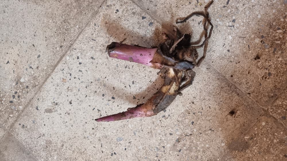 پیاز گل اختر قرمز