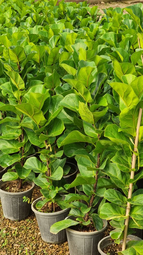 لیراتا ویژه