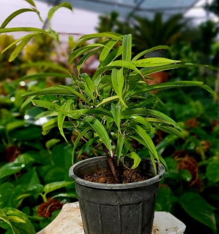 آمستل طلایی