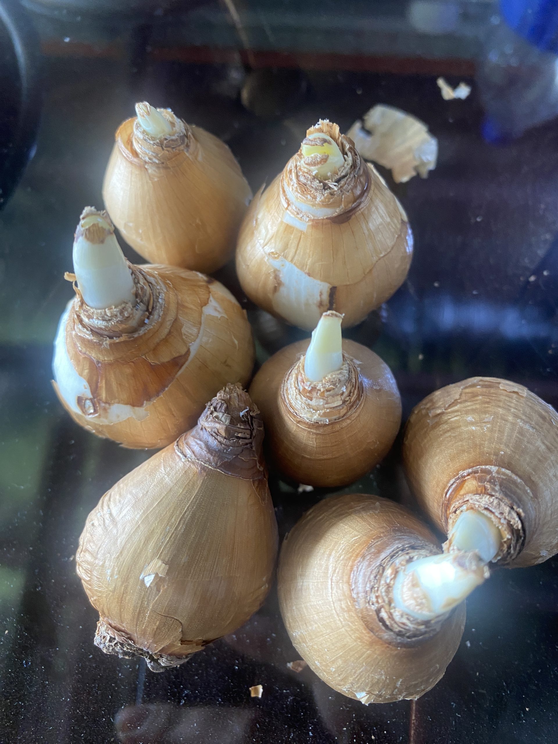 پیاز گل نرگس هلندی