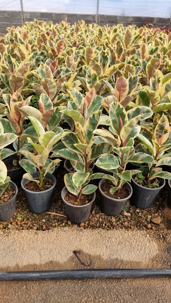 فیکوس یاقوتی