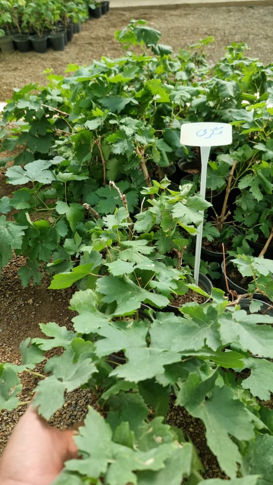 نهال انگور عسگری