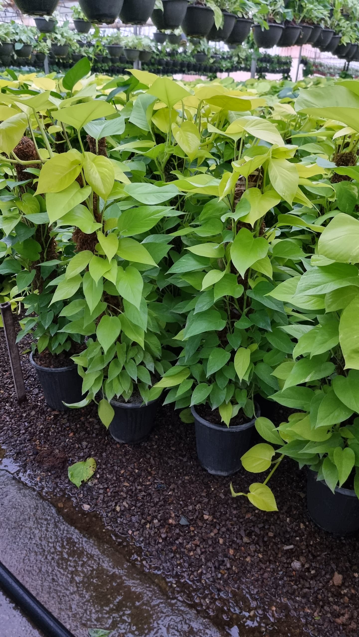 پتوس چماقی نئون