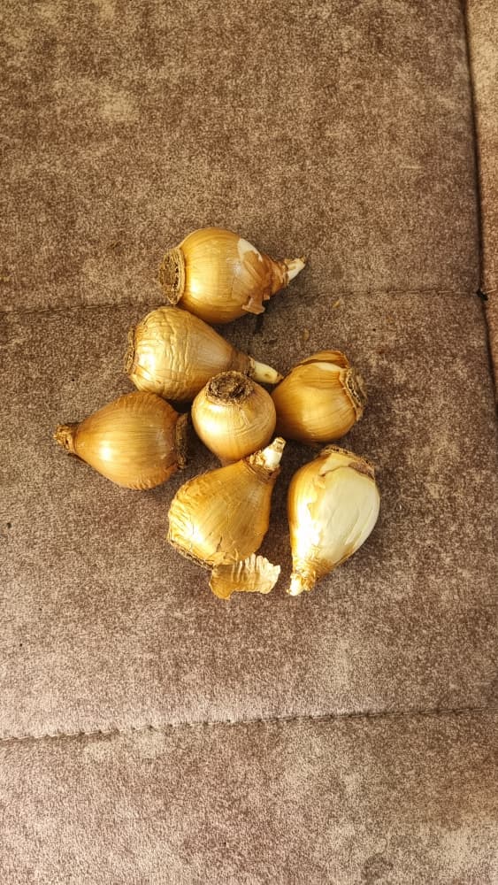 پیاز گل نرگس شیرازی