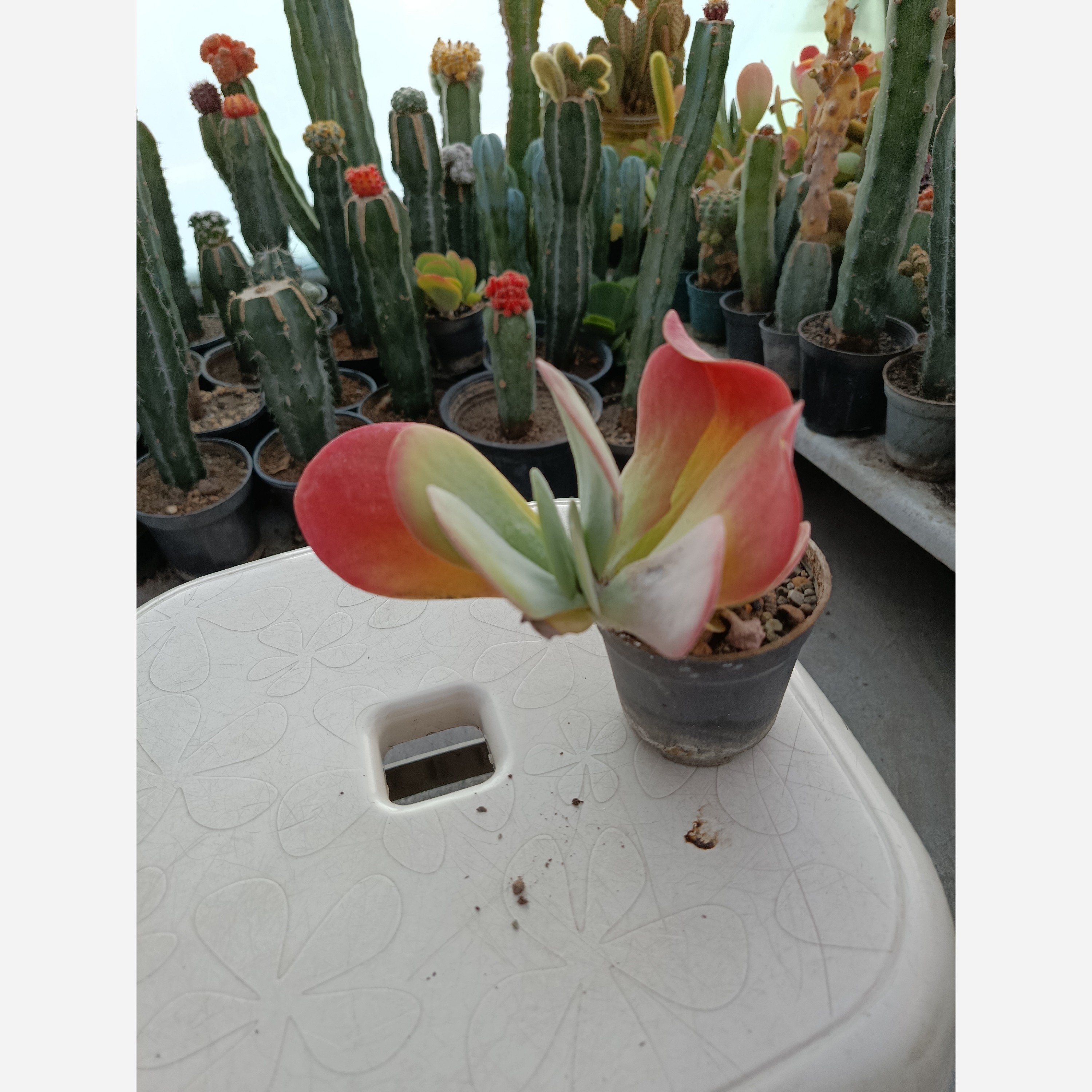 کاکتوس کاتلیدون مادری