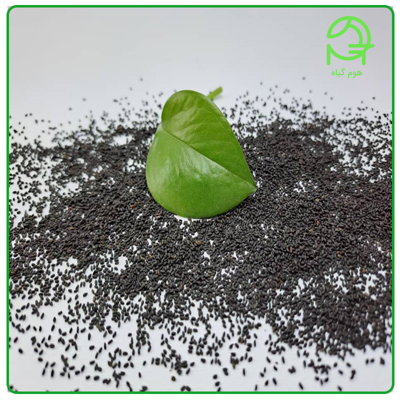 تخم شربتی درشت