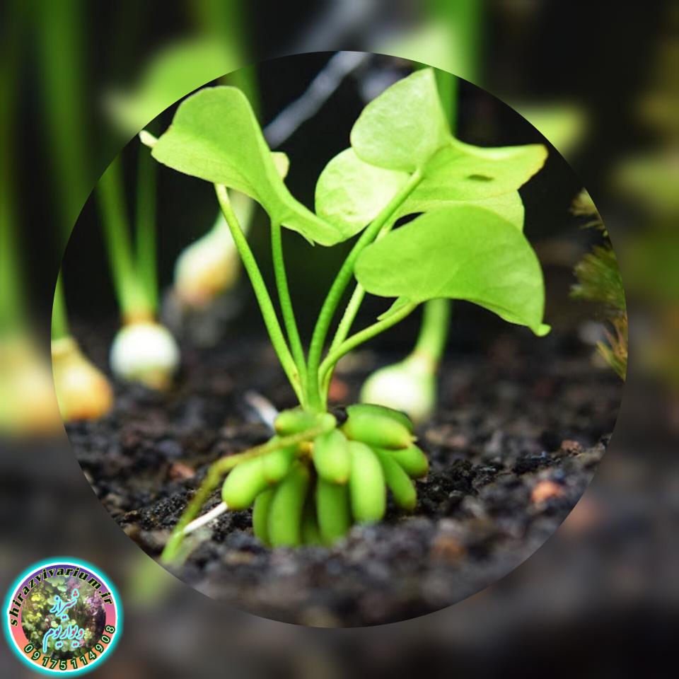 نیلوفر موزی