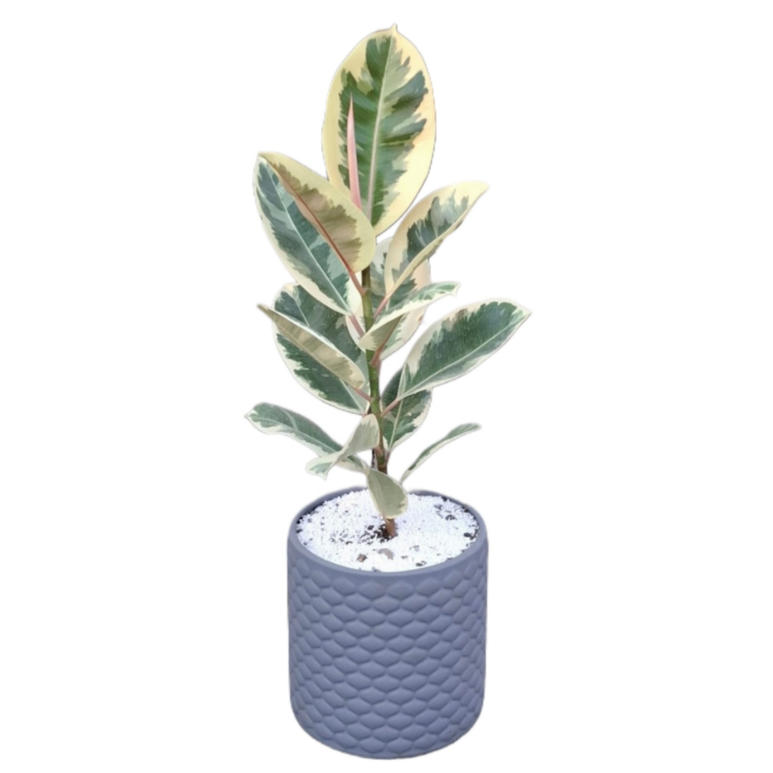 گل فیکوس ابلق