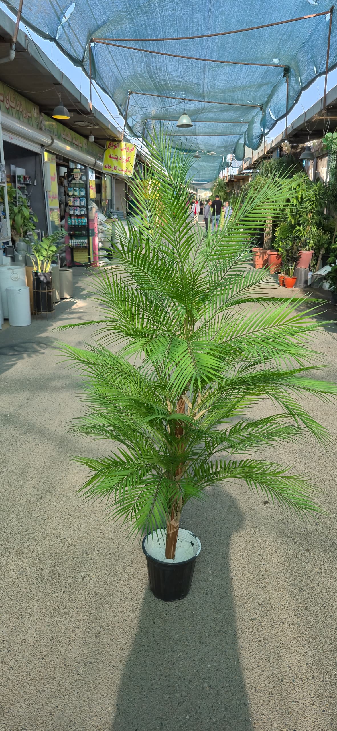 نخل اریکا مصنوعی