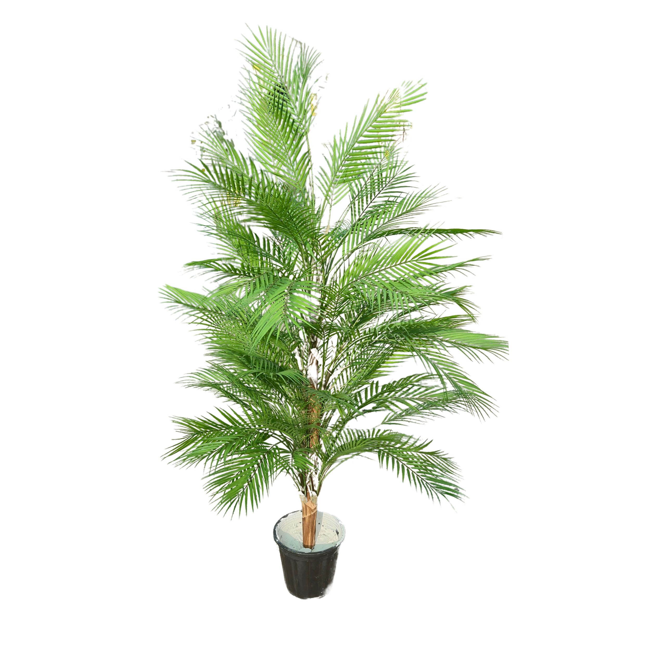 نخل اریکا مصنوعی