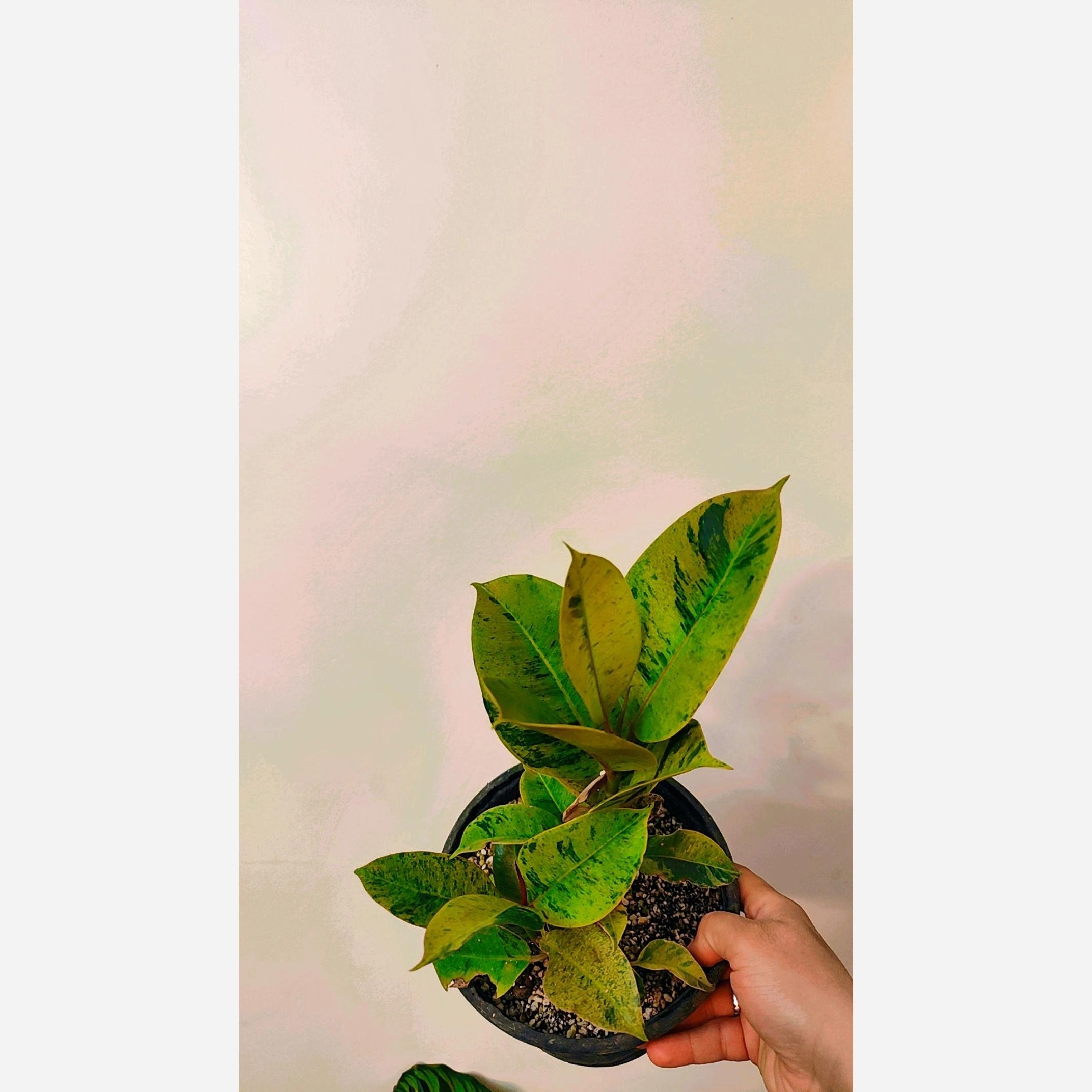 توضیحات تصویر