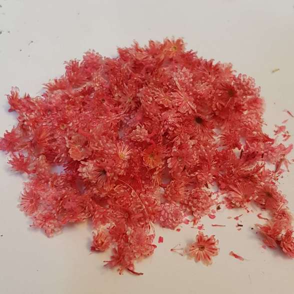 گل ریز گلبهی