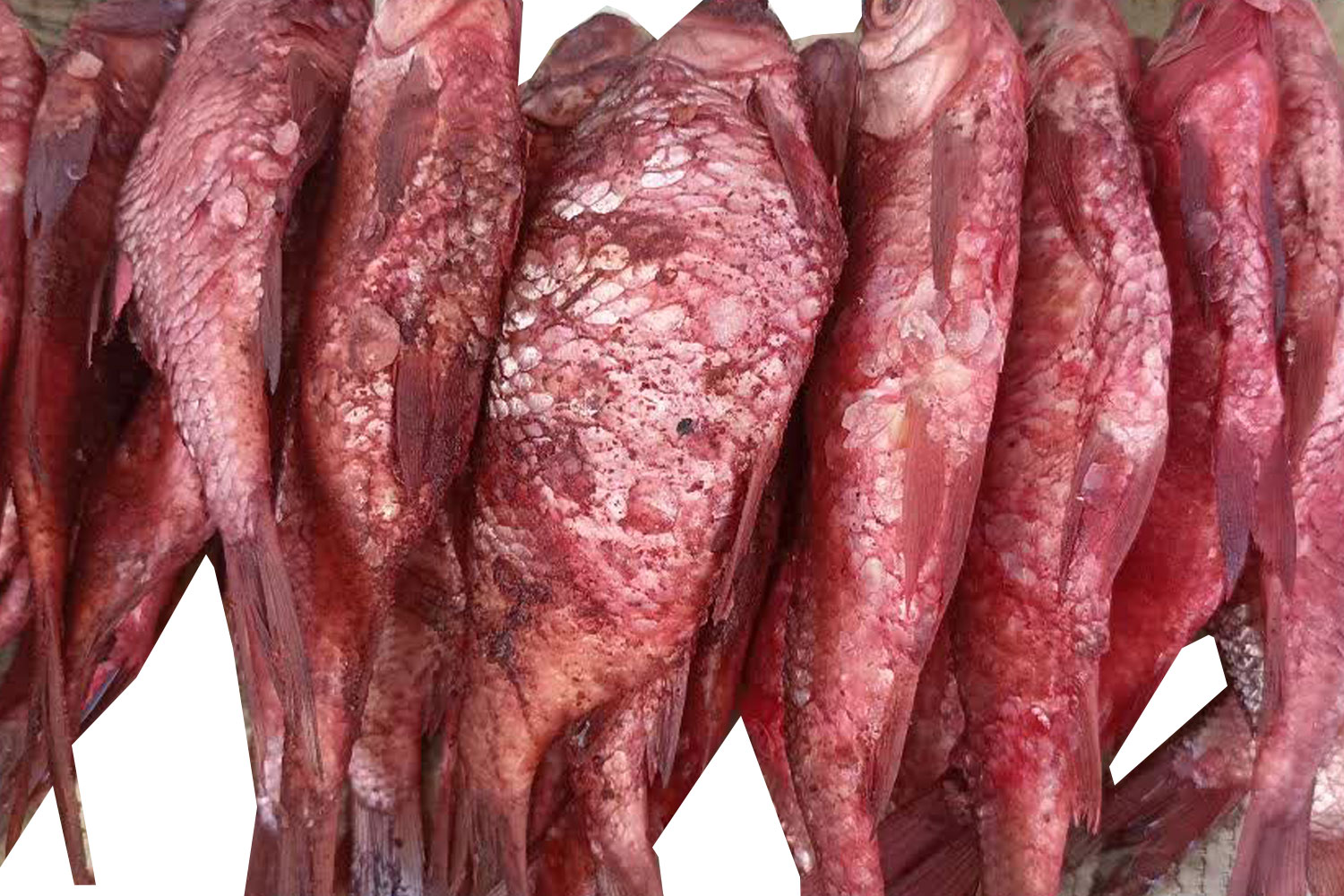 کولی شور بسته(1کیلویی)محصول رودخانه های شمال گیلان