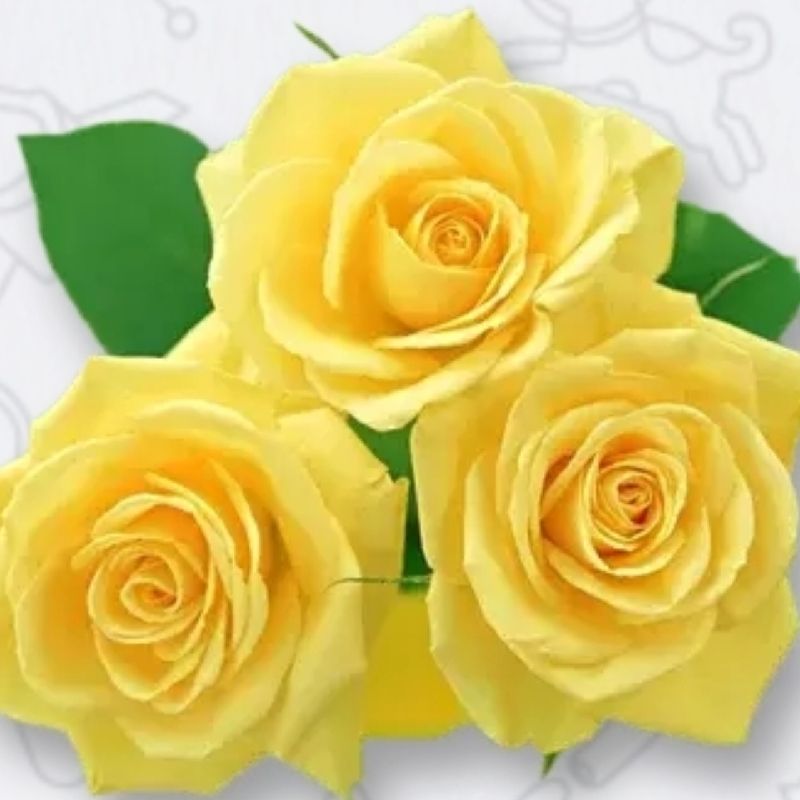 گالری ماهتیکا