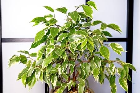 نهال گل بنجامین