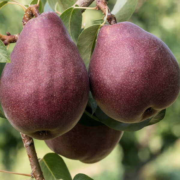 نهال گلابی رد آنجو