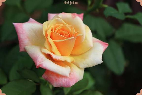 نهال رز غروب تاه‍یتی