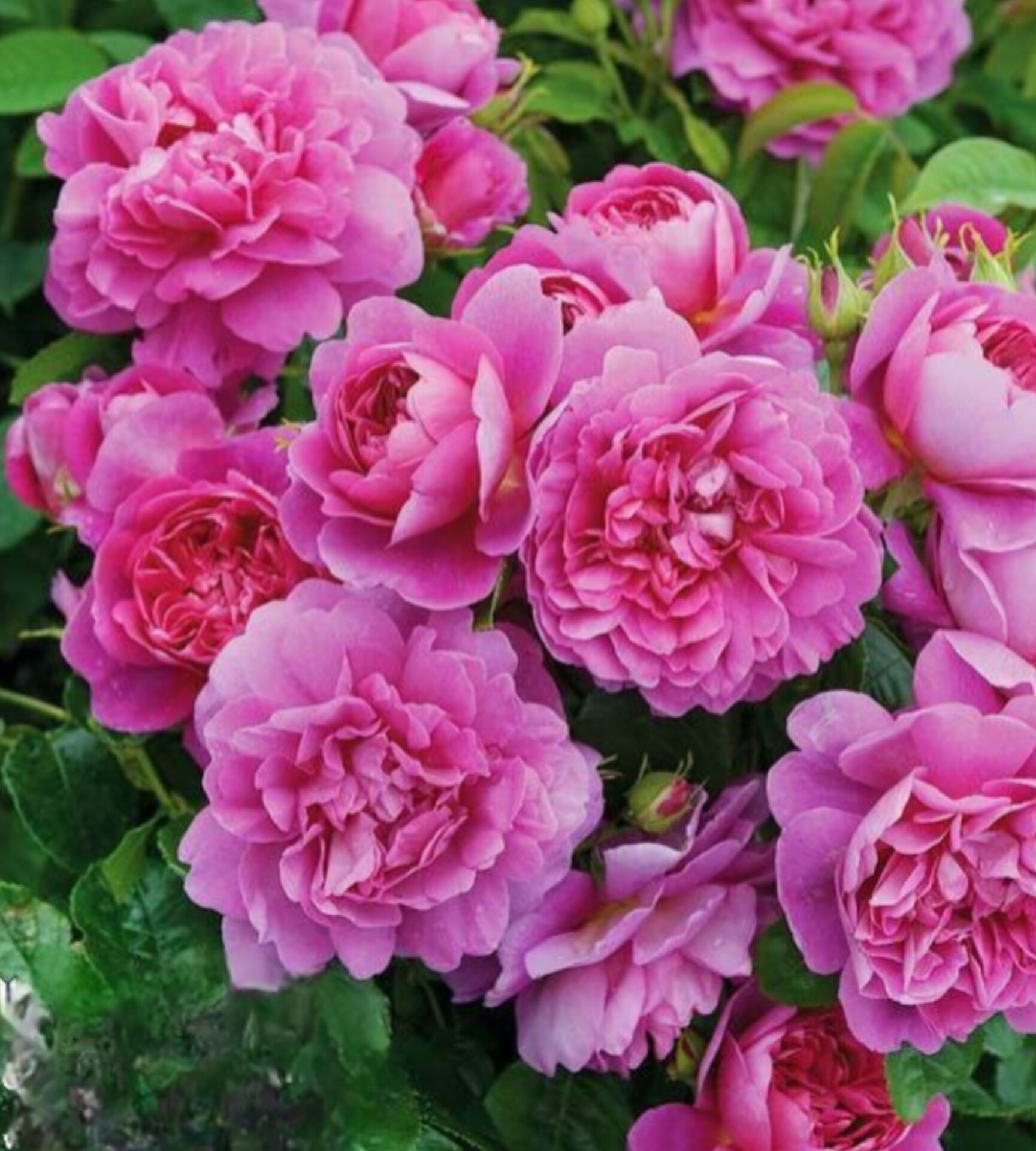 نهال گل محمدی