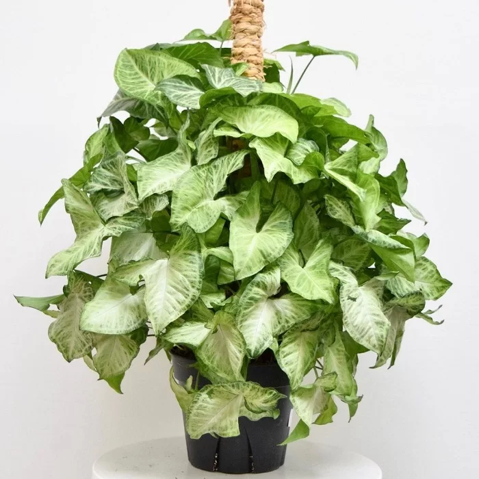 گل سینگونیوم