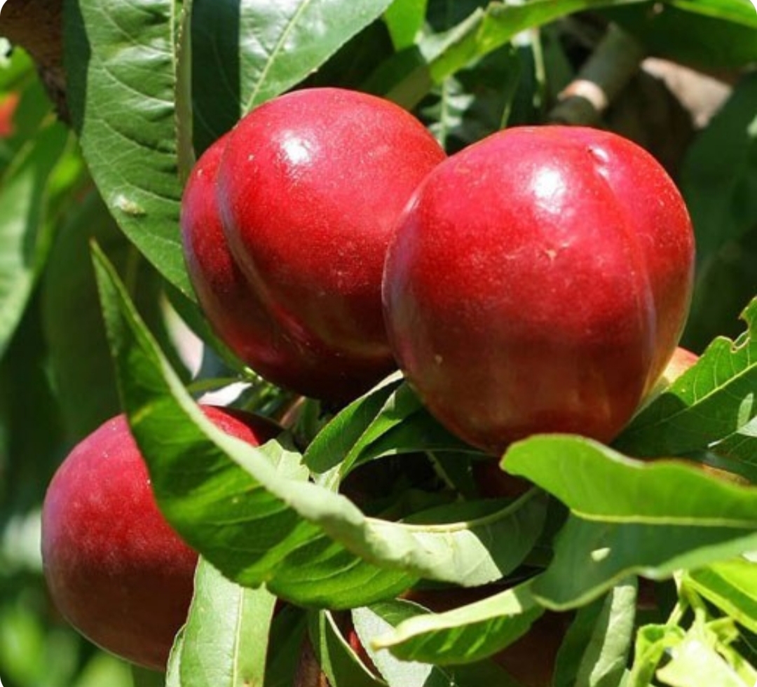 توضیحات تصویر