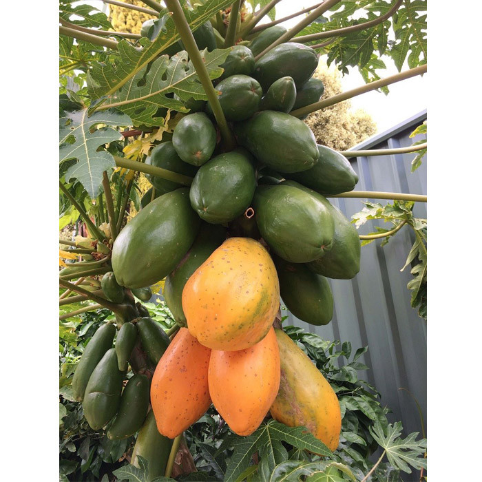 نهال پاپایا