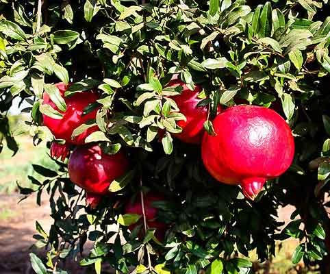 انار واندرفول آمریکایی