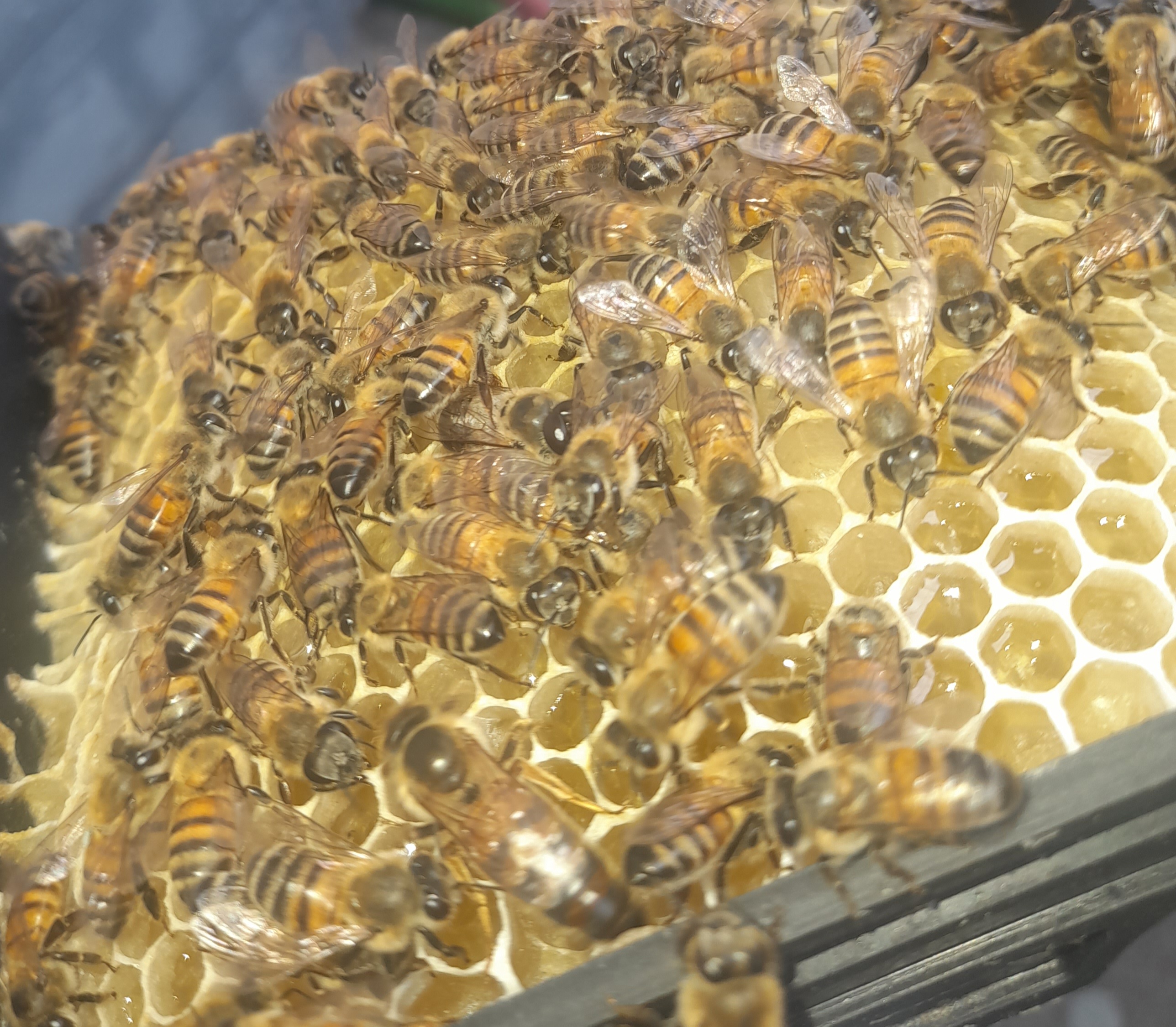 ملکه جفت طبیعی  قرنطینه ای  لگوستیکا با کندوچه فومی