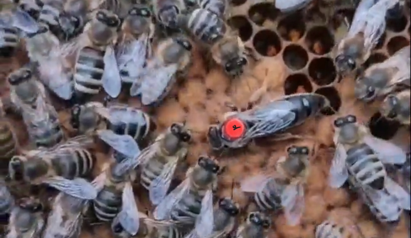 ملکه لاین وارداتی کارنیکا با 3قاب جمعیت خالص در کندوچه چوبی   و دارای ضمانت تعویض ودر صورت نارضایتی از خلوص و گارانتی...