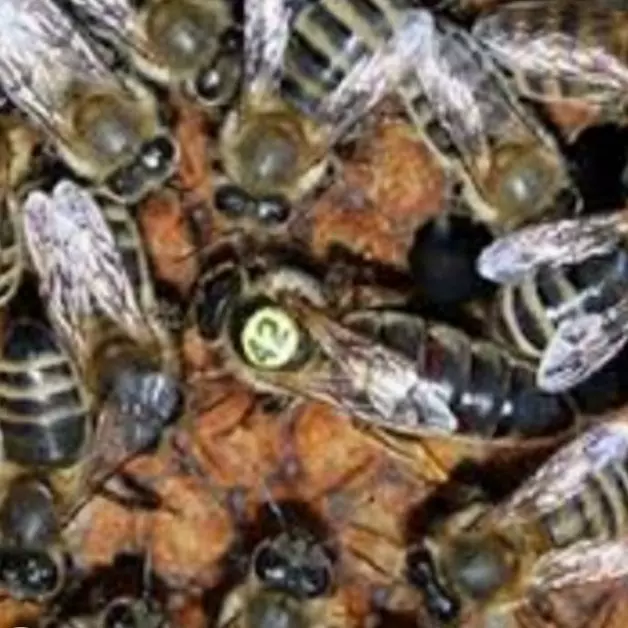 ملکه لاین کارنیکا سری A